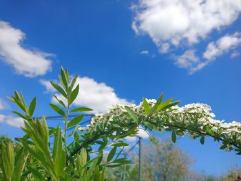 Close-up of flowering plant against sky