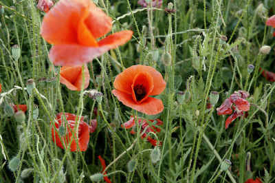 Close-up of orange poppy flowers in field