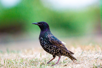 Close-up of a bird perching on a field