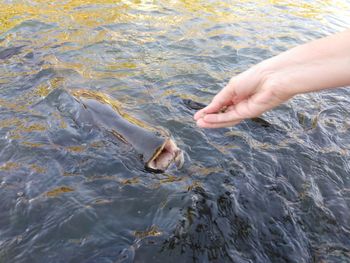 Hand with fish in sea