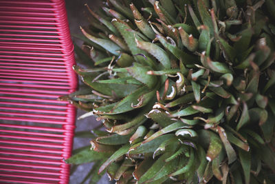 High angle view of succulent plant