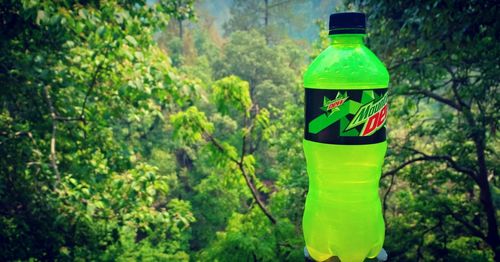 Close-up of green bottle against trees in forest