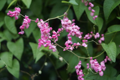 Close-up of pink flowering plant