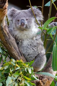 Portrait of koala sitting on tree branch