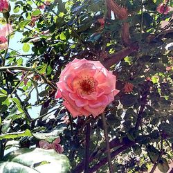 Close-up of pink flowers