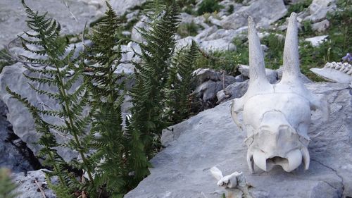 Close-up of frozen trees during winter