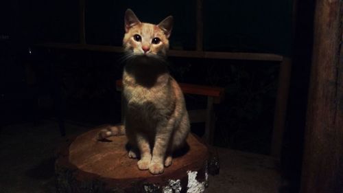 Portrait of cat sitting on floor