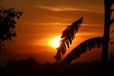 Silhouette trees against orange sky