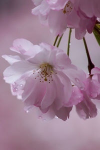 Close-up of pink cherry blossom