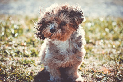 Dog looking away on field