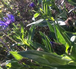 Close-up of purple flower plants