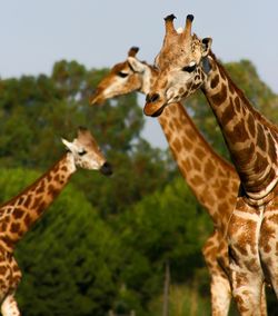 Giraffe against trees