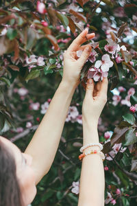 Close-up of hand on cherry blossom