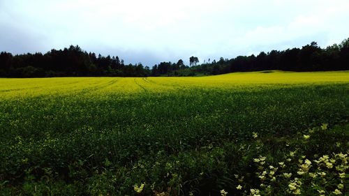 Scenic view of field against sky