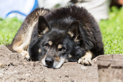 Close-up portrait of a dog on field