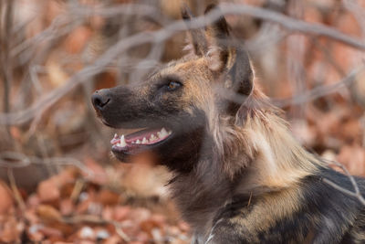 Close-up of a dog looking away