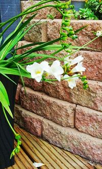 Close-up of white flowers