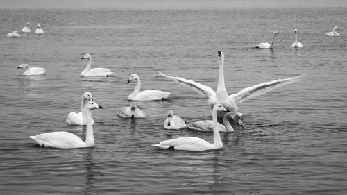 Seagulls on a lake