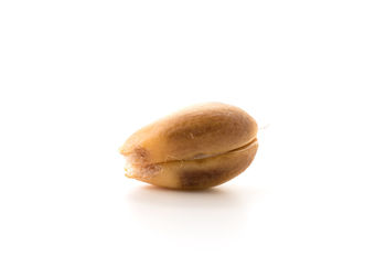 Close-up of apple against white background