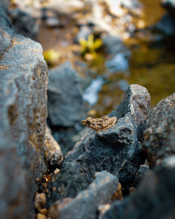 High angle view of frog on rock