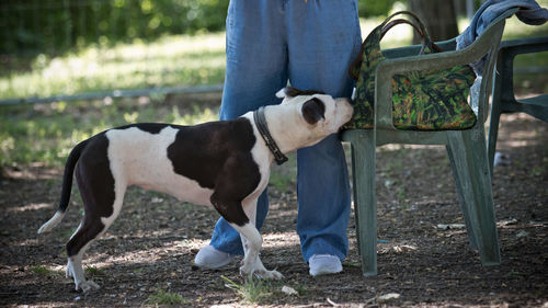 Rear view of dog on field