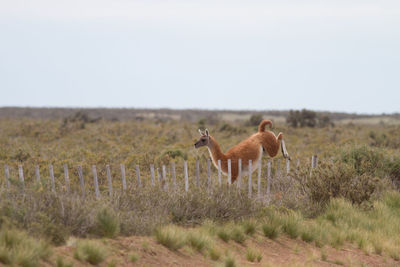 Horses in a field