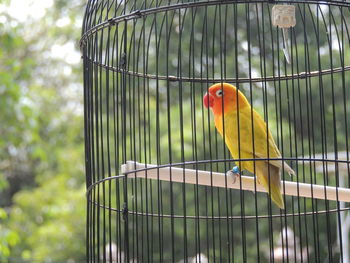 Sun conure in bird cage