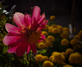 Close-up of pink flowering plant