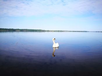 Swan swimming on lake against sky