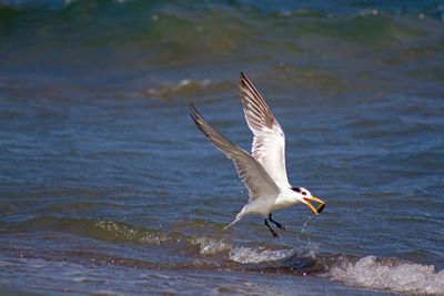 Elegant tern skimming wave with pebble in beak