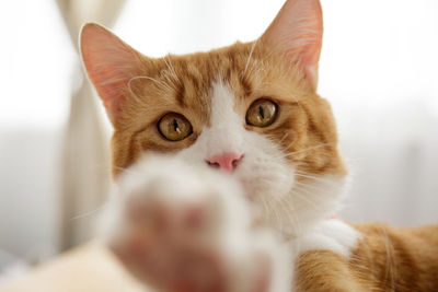 Close-up portrait of cat