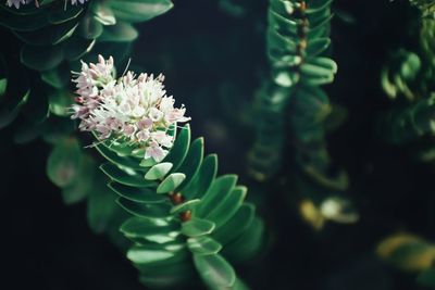 Close-up of purple flowering plant