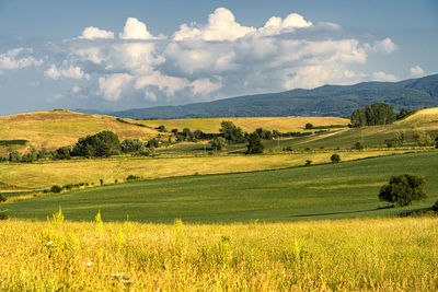 Scenic view of agricultural field against sky