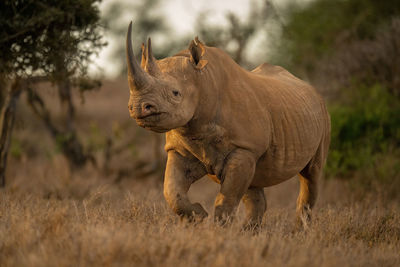 Black rhino