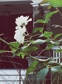 Close-up of white flowers