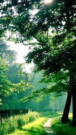 Trees in park