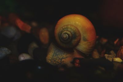 Close-up of snail