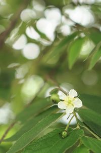 Close-up of white flowering plant