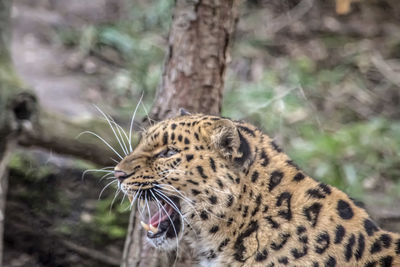 Close-up of a cat