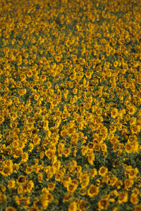 Close-up of fresh sunflowers blooming in field