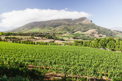 Wine and vineyards around the world - south africa