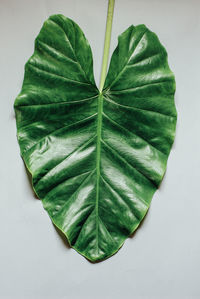 High angle view of green leaves against white background