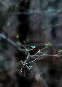 Close-up of twig on tree