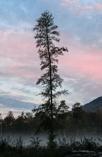 Silhouette tree by lake against sky during sunset