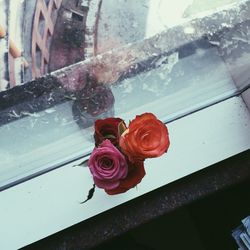 Close up of white flowers in window