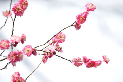 Low angle view of pink cherry blossoms against sky