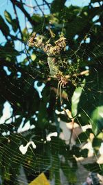 Close-up of spider on web