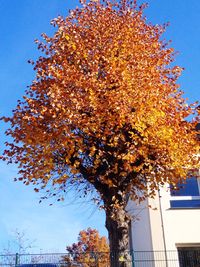 Low angle view of trees against clear blue sky