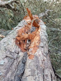 Close-up of lichen on tree trunk