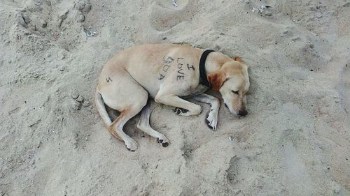 High angle view of dog with text sleeping at beach